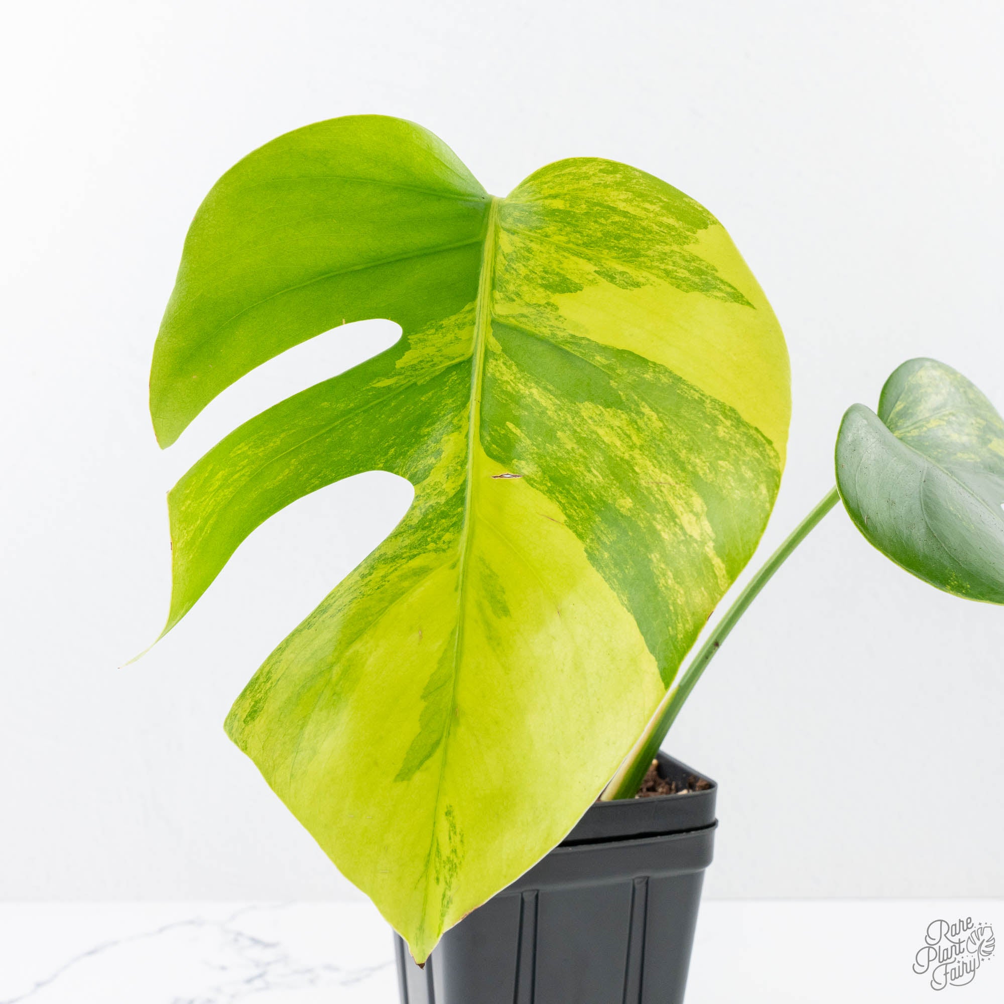 monstera deliciosa ebay Monstera Deliciosa Aurea Variegated (Small Form/Borsigiana) (wk21-A) – Rare Plant Fairy