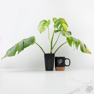 monstera deliciosa borsigiana Monstera Deliciosa Aurea Variegated (Small Form/Borsigiana) (wk22-A) – Rare Plant Fairy