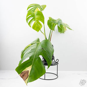 Monstera Deliciosa Aurea Variegated (Small Form/Borsigiana) (wk22-A)