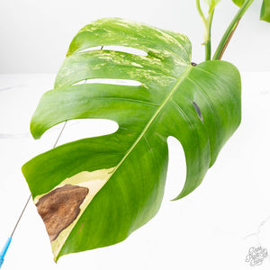 Monstera Deliciosa Aurea Variegated (Small Form/Borsigiana) (wk22-A)