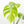 Monstera Deliciosa Aurea Variegated (Small Form/Borsigiana) (wk22-A)