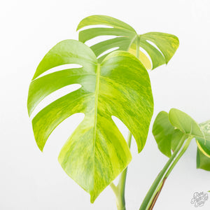 Monstera Deliciosa Aurea Variegated (Small Form/Borsigiana) (wk22-A)