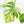 Monstera Deliciosa Aurea Variegated (Small Form/Borsigiana) (wk22-A)