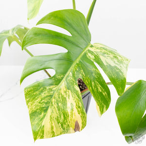 Monstera Deliciosa Aurea Variegated (Small Form/Borsigiana) (wk22-A)