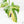 Monstera Deliciosa Aurea Variegated (Small Form/Borsigiana) (wk22-A)