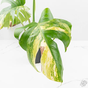 Monstera Deliciosa Aurea Variegated (Small Form/Borsigiana) (wk22-A)
