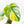 Monstera Deliciosa Aurea Variegated (Small Form/Borsigiana) (wk22-A)