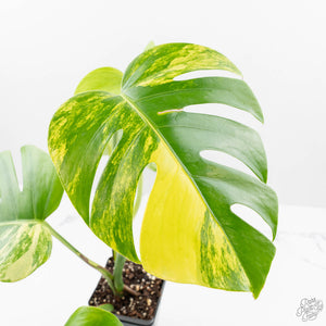 monstera deliciosa aurea variegated Monstera Deliciosa Aurea Variegated (Small Form/Borsigiana) (wk22-A) – Rare Plant Fairy