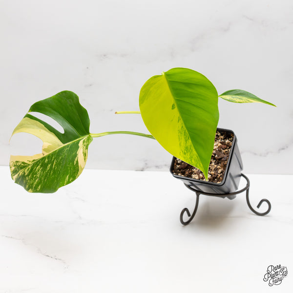 Monstera Deliciosa Aurea Variegated (small form/borsigiana) (wk47-A)