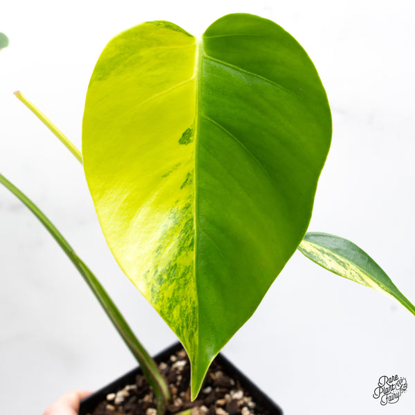 Monstera Deliciosa Aurea Variegated (small form/borsigiana) (wk47-A)