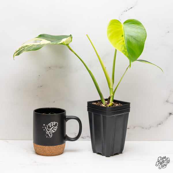 Monstera Deliciosa Aurea Variegated (small form/borsigiana) (wk47-A)