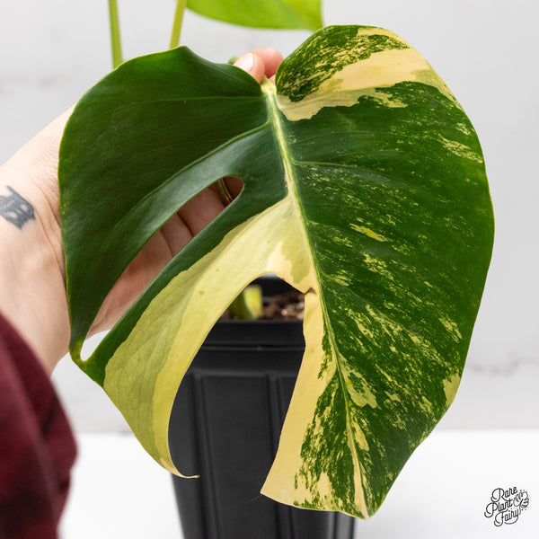 Monstera Deliciosa Aurea Variegated (small form/borsigiana) (wk47-A)