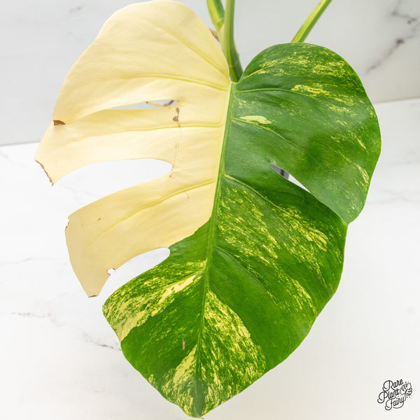 Monstera Deliciosa Aurea Variegated (Small Form/Borsigiana) (wk51-C)