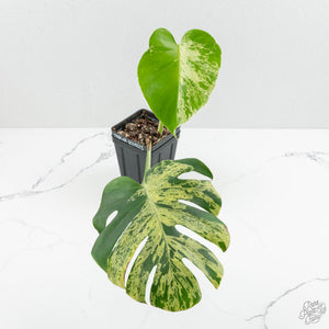 Monstera Deliciosa 'Bulbasaur' (wk14-A)