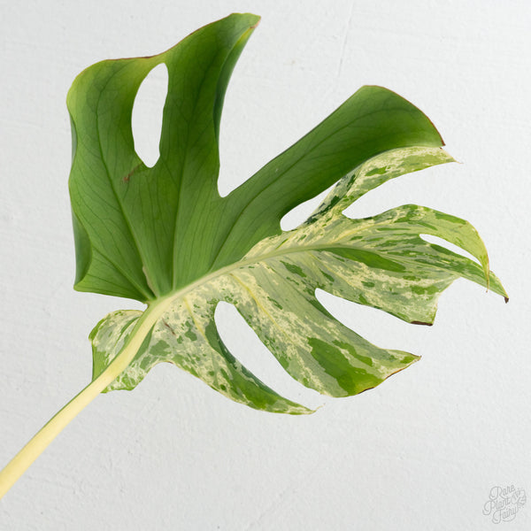 Monstera Deliciosa 'Bulbasaur' (wk8-B)