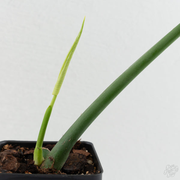 Monstera Deliciosa 'Hurricane' (wk8-UH)