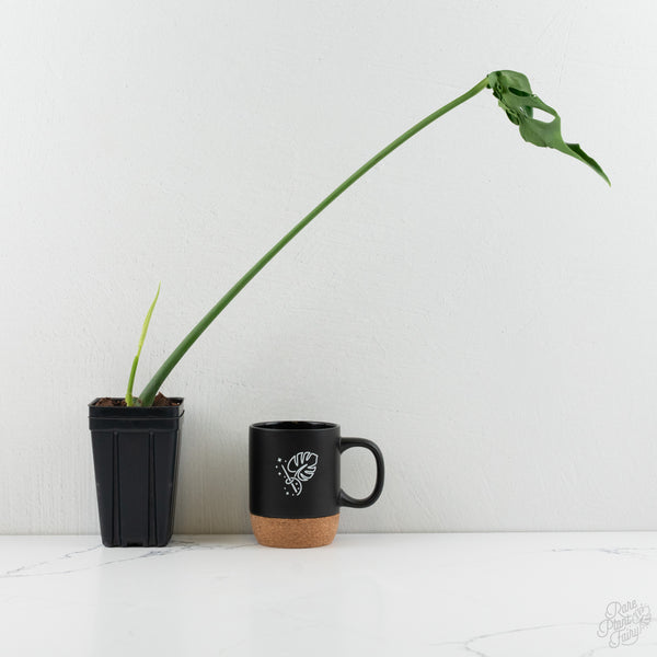 Monstera Deliciosa 'Hurricane' (wk8-UH)