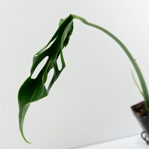 Monstera Deliciosa 'Hurricane' (wk8-UH)