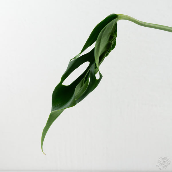 Monstera Deliciosa 'Hurricane' (wk8-UH)