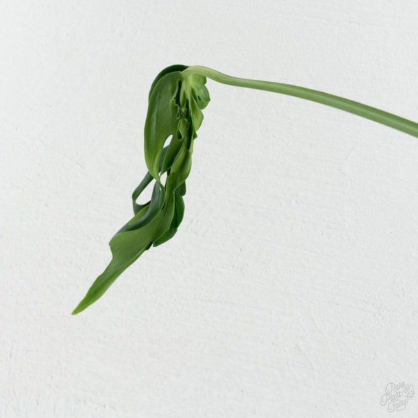 Monstera Deliciosa 'Hurricane' (wk8-UH)