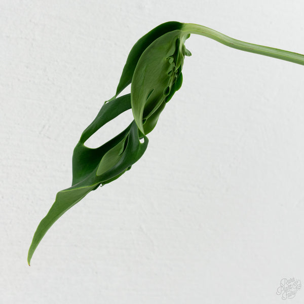 Monstera Deliciosa 'Hurricane' (wk8-UH)