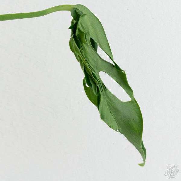 Monstera Deliciosa 'Hurricane' (wk8-UH)