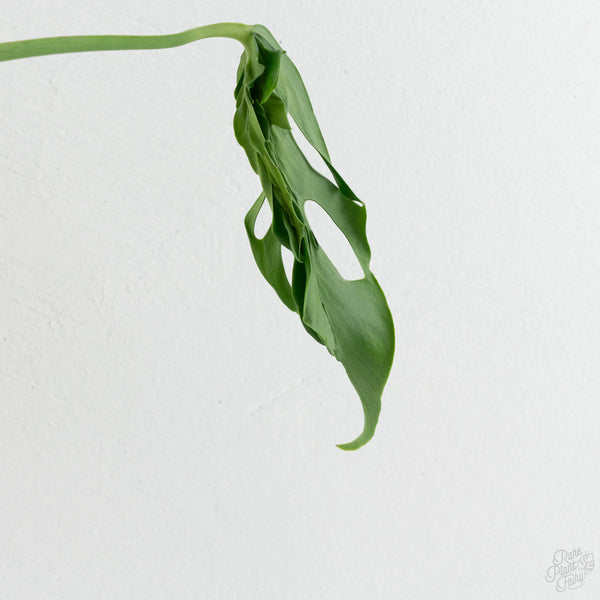 Monstera Deliciosa 'Hurricane' (wk8-UH)