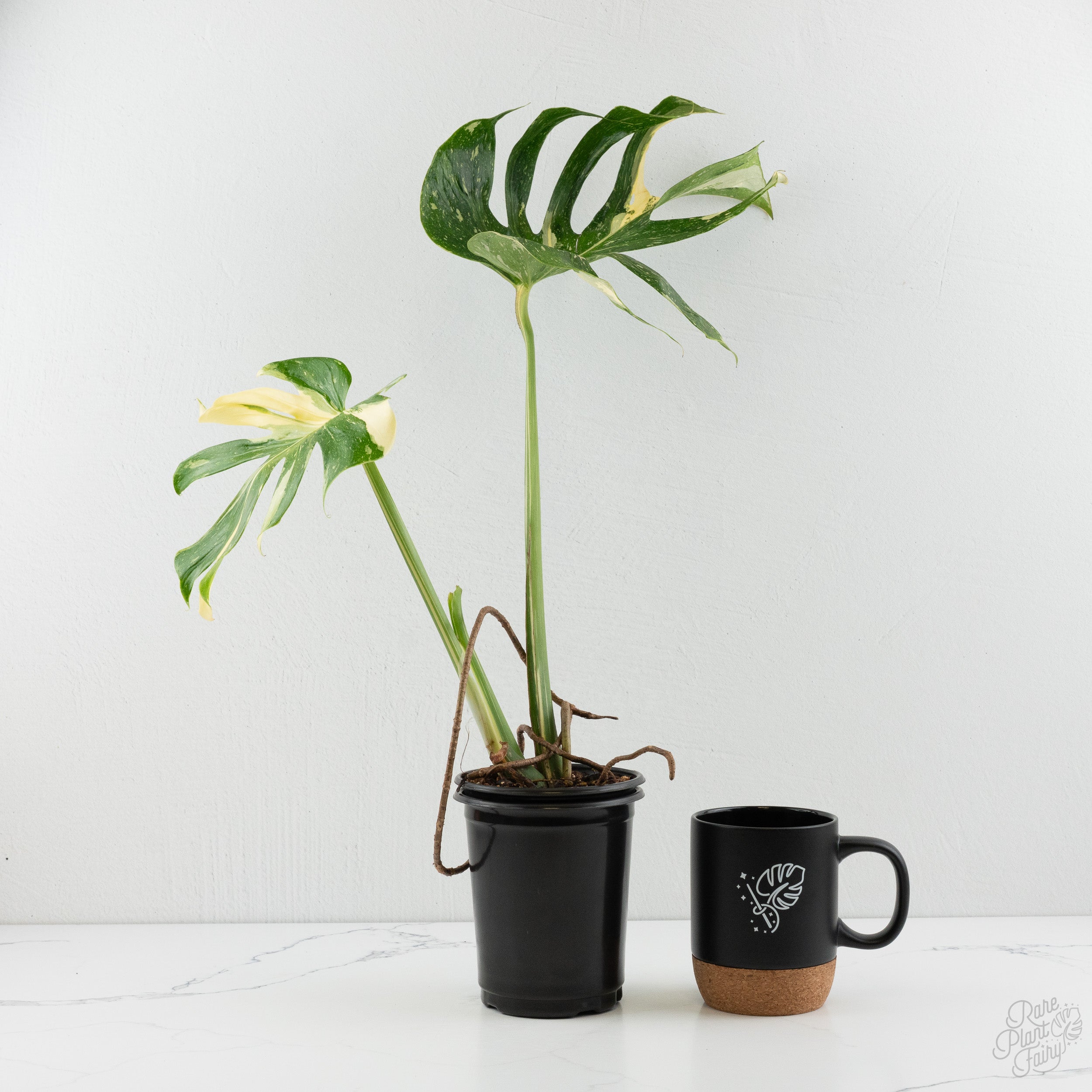 Alocasia 'Sedenii' Aurea Variegated (wk2-D) – Rare Plant Fairy