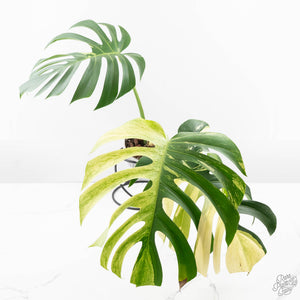 Monstera Deliciosa Mint Variegated NOID (Intermediate Form) (wk26-UM)