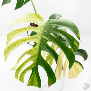 Monstera Deliciosa Mint Variegated NOID (Intermediate Form) (wk26-UM)