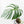 Monstera Deliciosa Mint Variegated NOID (Intermediate Form) (wk26-UM)