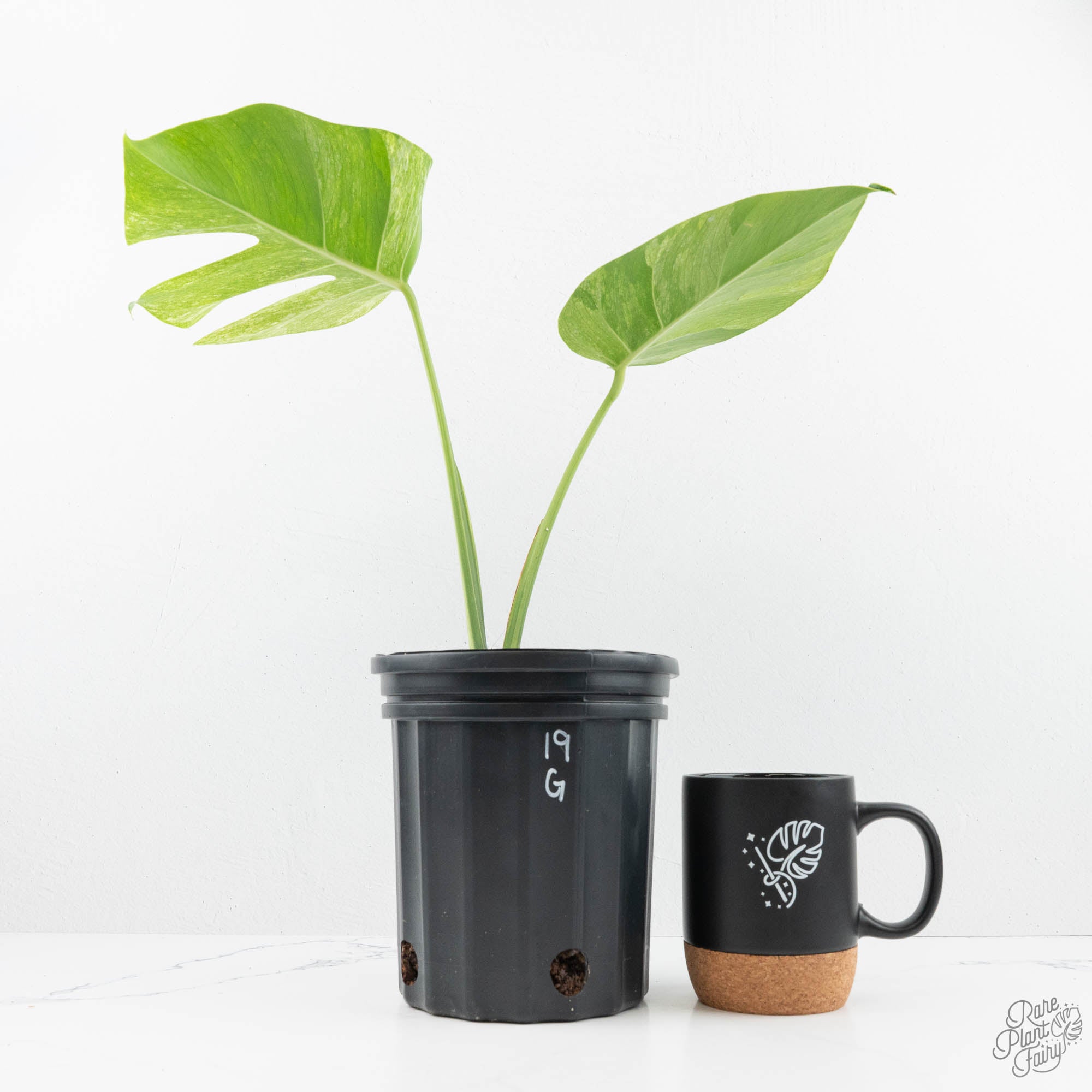 monstera noid Monstera Deliciosa Mint Variegated NOID (Intermediate Form) (wk19-G)