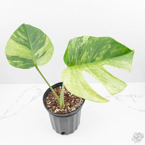monstera mint noid Monstera Deliciosa Mint Variegated NOID (Intermediate Form) (wk19-G) – Rare Plant Fairy