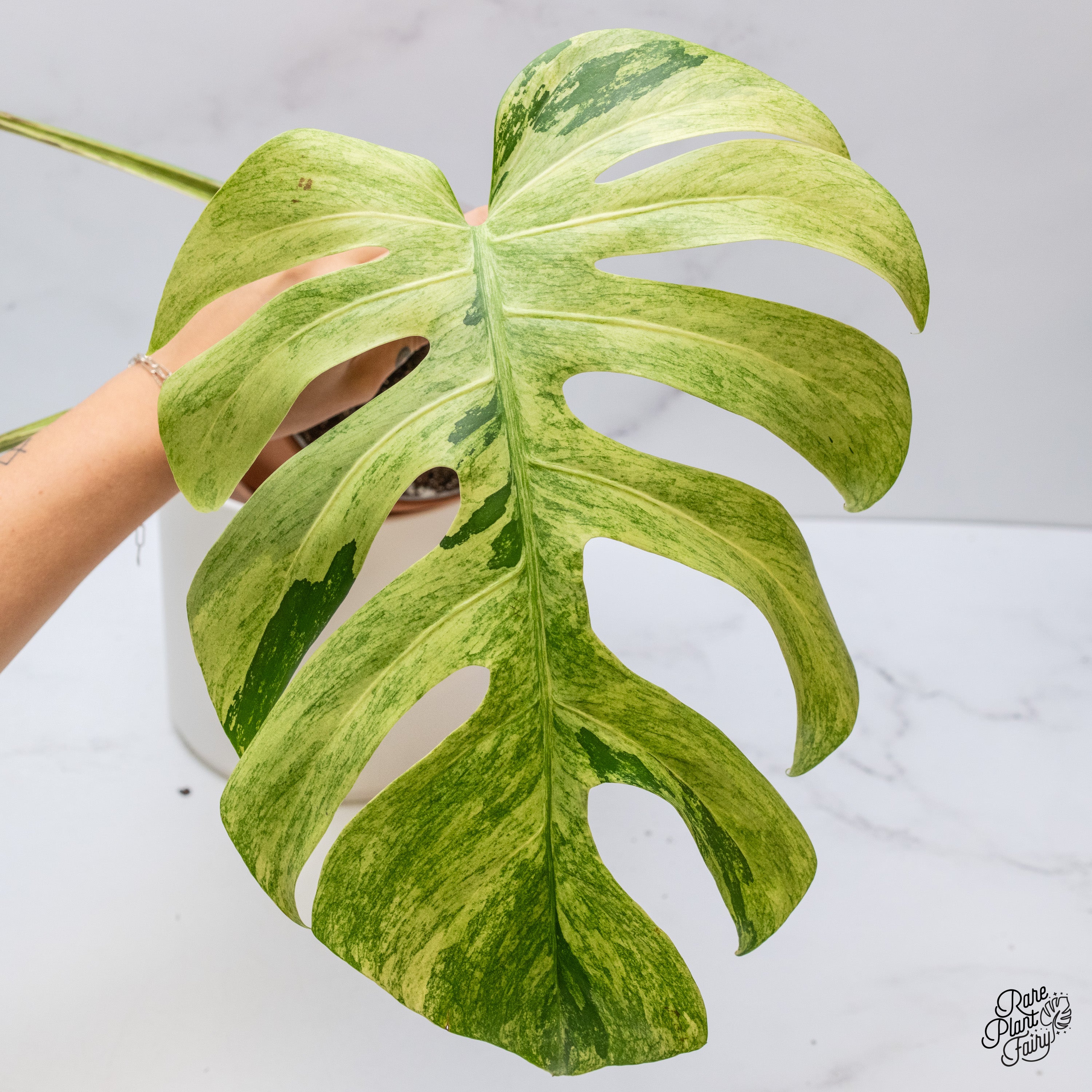 希少】Monstera deliciosa mint variegata Rare Monstera Deliciosa