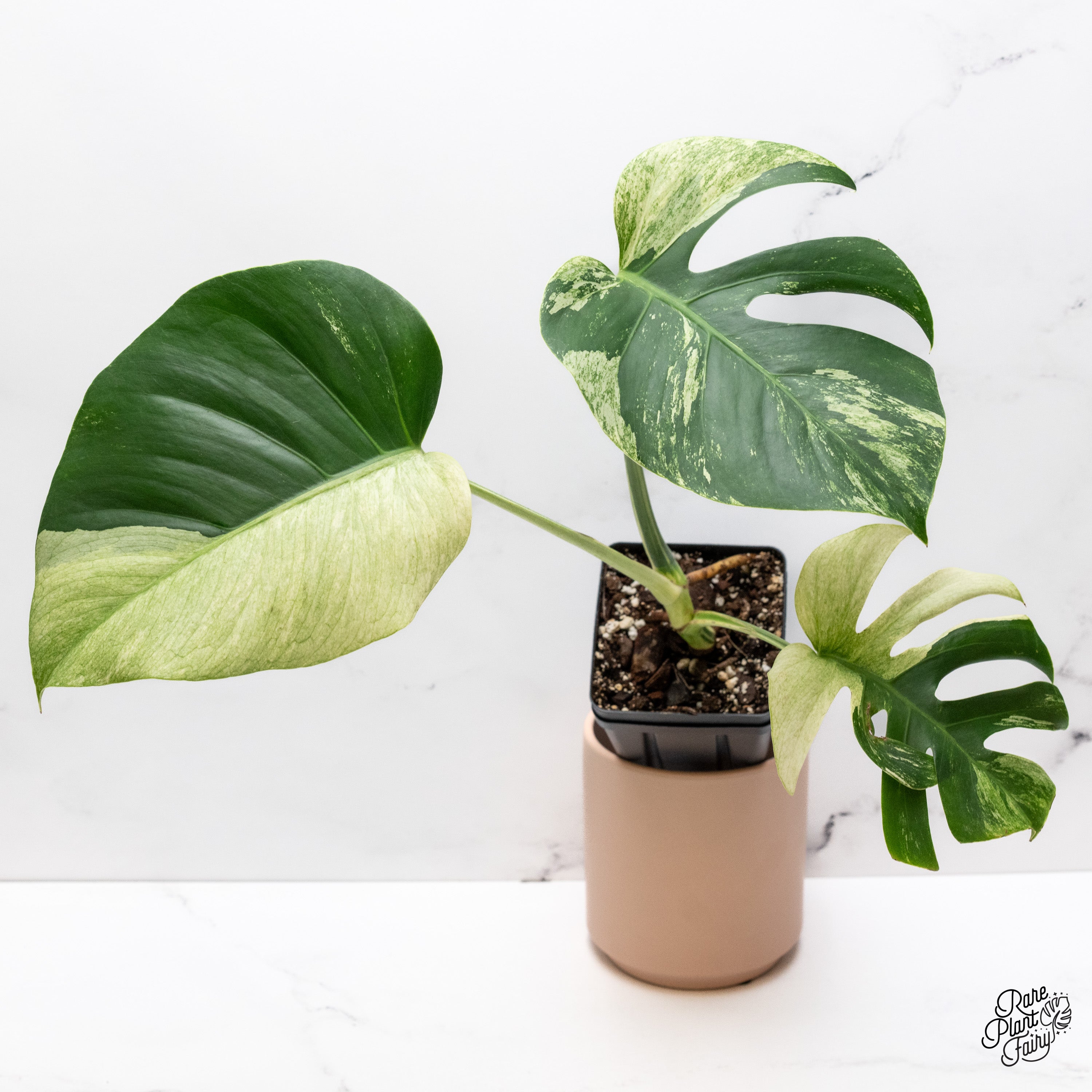 Monstera Deliciosa Mint Variegated NOID (Intermediate Form) (wk39