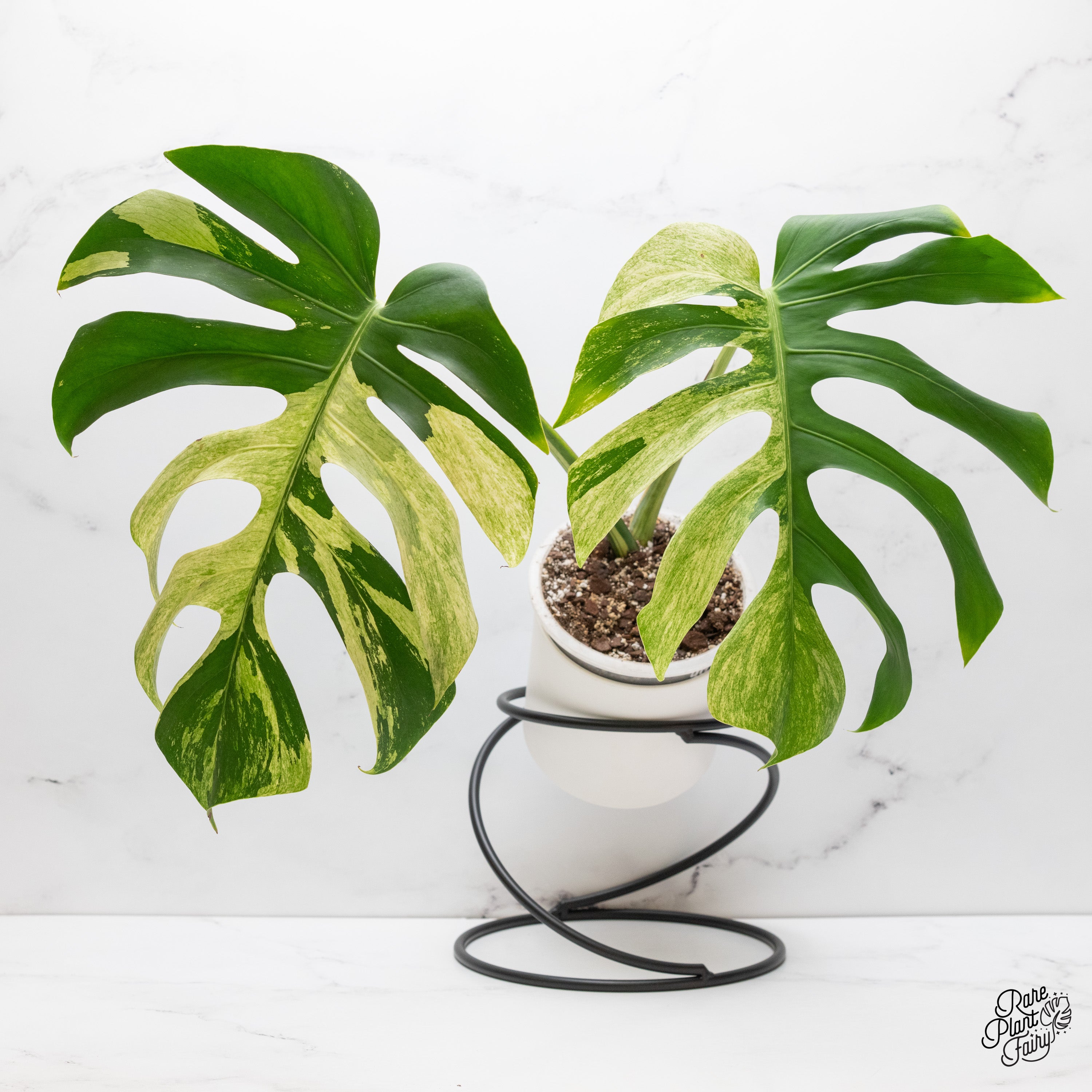 Monstera Deliciosa Mint Variegated NOID (Intermediate Form