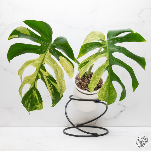 【希少】Monstera deliciosa mint variegata 1 Monstera Deliciosa Mint Variegated – Giant Tropical Nursery