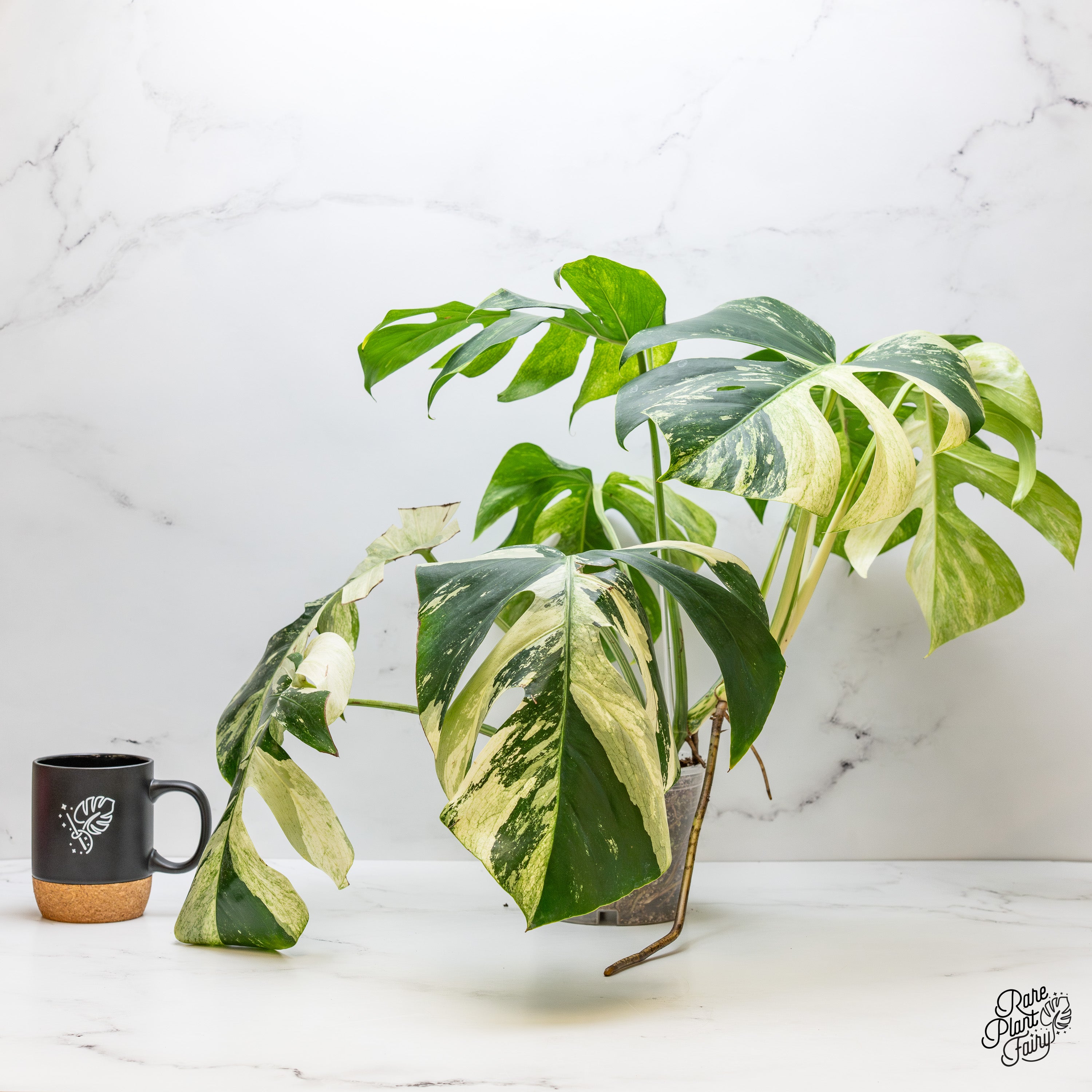 Monstera Deliciosa Mint Variegated NOID (Intermediate Form) (wk41