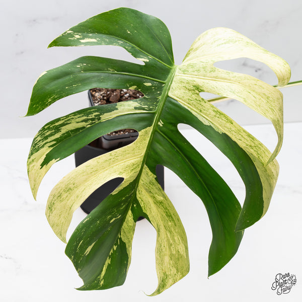 Monstera Deliciosa Mint Variegated NOID (Intermediate Form) (wk45-AA)