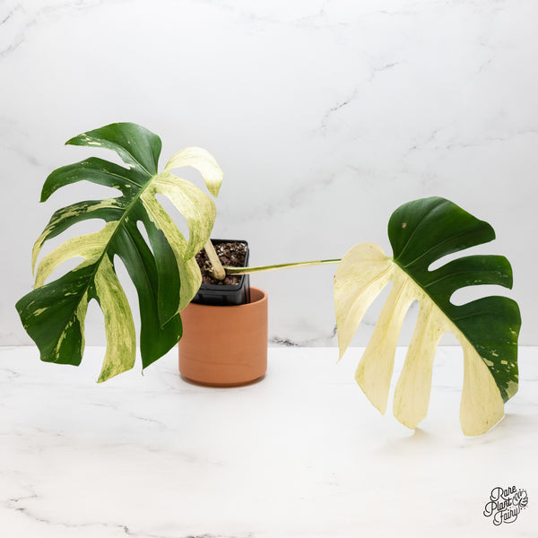 Monstera Deliciosa Mint Variegated NOID (Intermediate Form) (wk45-AA)