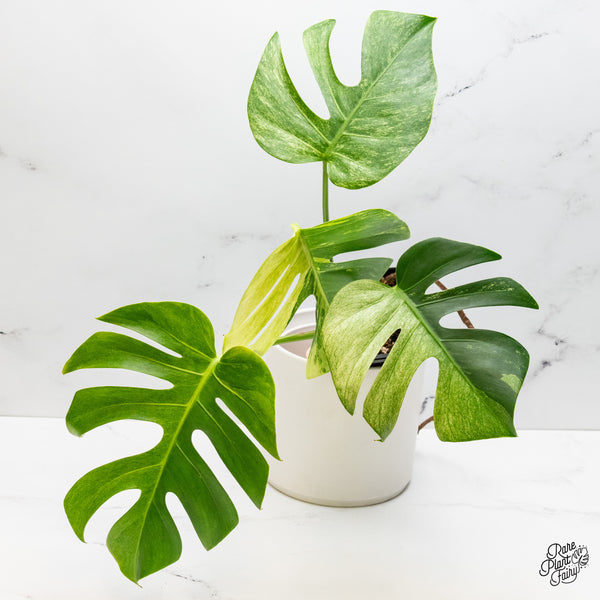 Monstera Deliciosa Mint Variegated NOID (Intermediate Form) (wk46-L)