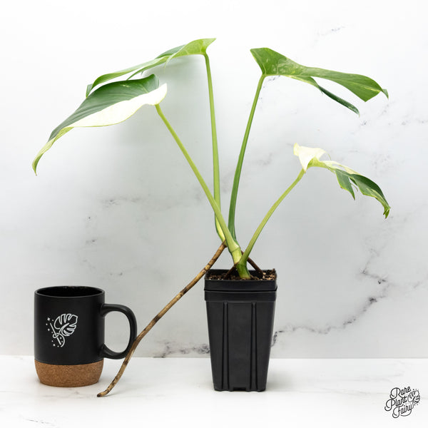 Monstera Deliciosa Mint Variegated NOID (Intermediate Form) (wk49-E)