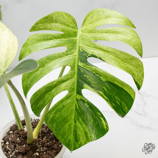 Monstera Deliciosa Mint Variegated NOID (Intermediate Form) (wk50-F)