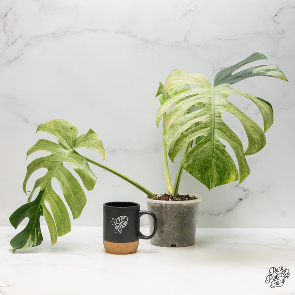 Monstera Deliciosa Mint Variegated NOID (Intermediate Form) (wk50-F)