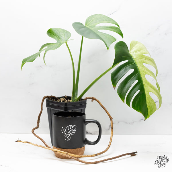 Monstera Deliciosa Mint Variegated NOID (Intermediate Form) (wk51-A)