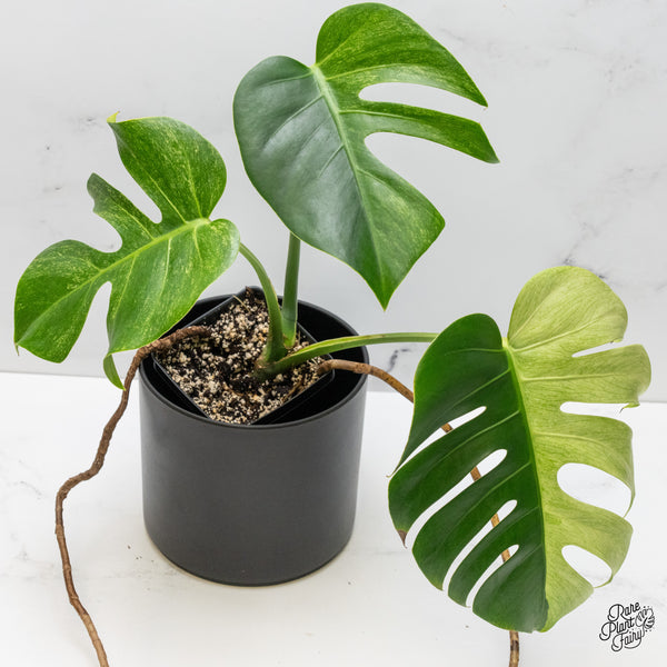 Monstera Deliciosa Mint Variegated NOID (Intermediate Form) (wk51-A)