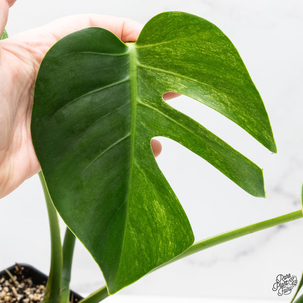 Monstera Deliciosa Mint Variegated NOID (Intermediate Form) (wk51-A)