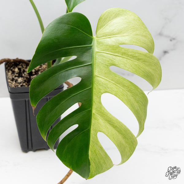 Monstera Deliciosa Mint Variegated NOID (Intermediate Form) (wk51-A)