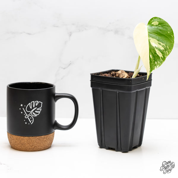 Monstera Deliciosa Mint Variegated NOID (Intermediate Form) (w5-Q)