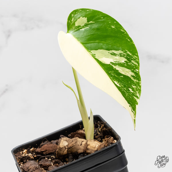 Monstera Deliciosa Mint Variegated NOID (Intermediate Form) (w5-Q)